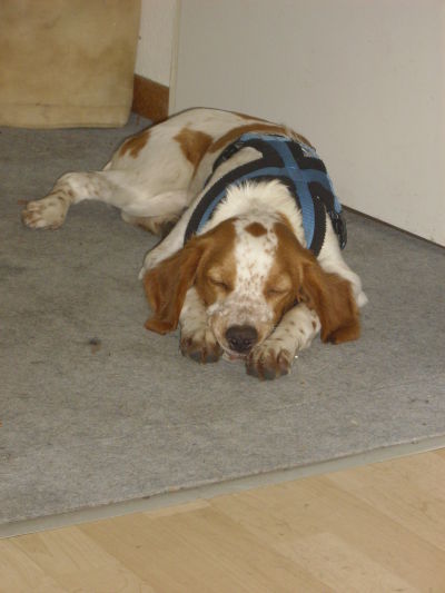 brandy
